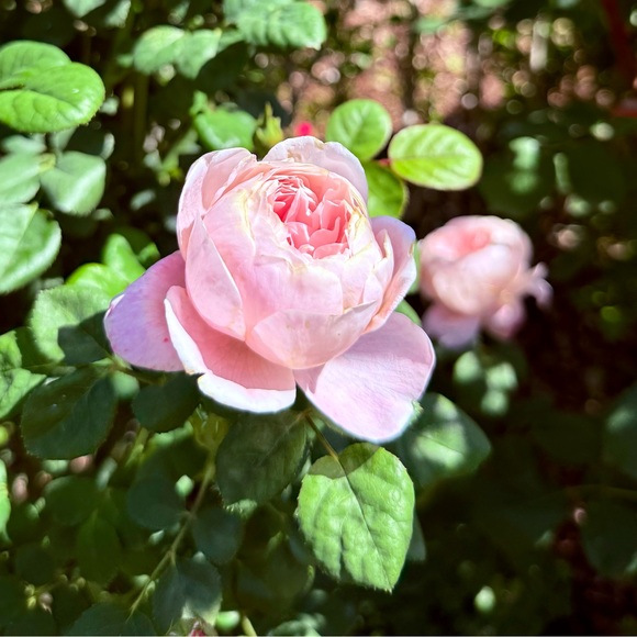lychee_rose
